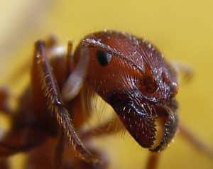 Ameisen Kopf Vergrößerung