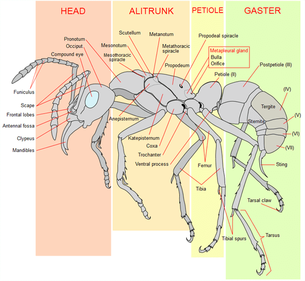 schema-ameisen-arbeiter-anatomie-ameisenarten