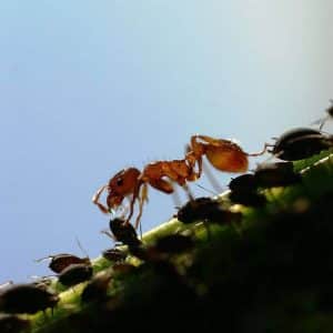 melkende-ameisen-honigtau