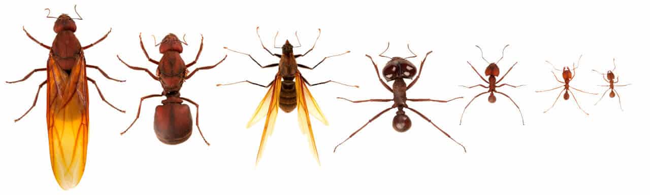 Wie Lange Leben Ameisen Ohne Königin www.ameisen-ratgeber.de